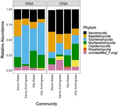 Site and Bioenergy Cropping System Similarly Affect Distinct Live and Total Soil Microbial Communities